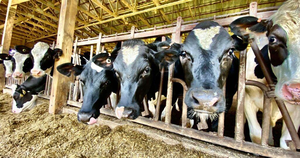 Los datos sobre la agricultura muestran el impacto ambiental de la leche