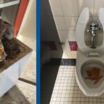 Se publican fotos del vandalismo de Mountain View HS;  A algunos estudiantes se les prohibió graduarse.  Noticias locales